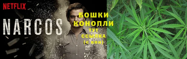 сатива Беломорск